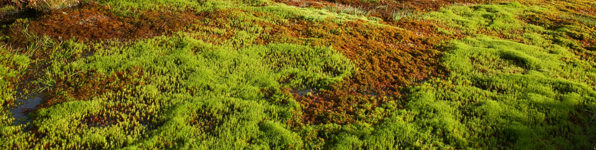 Forestry page banner.png