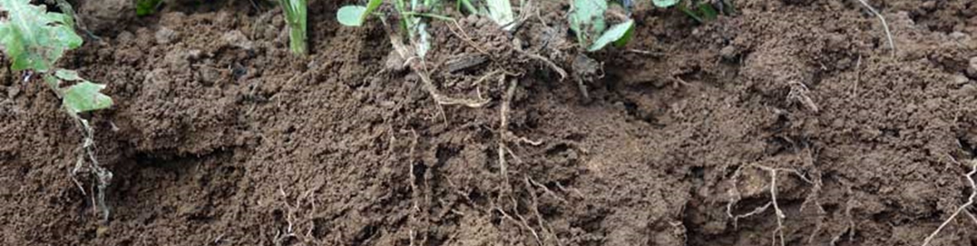 SoilHealth-GreatSoils-roots-sm.jpg