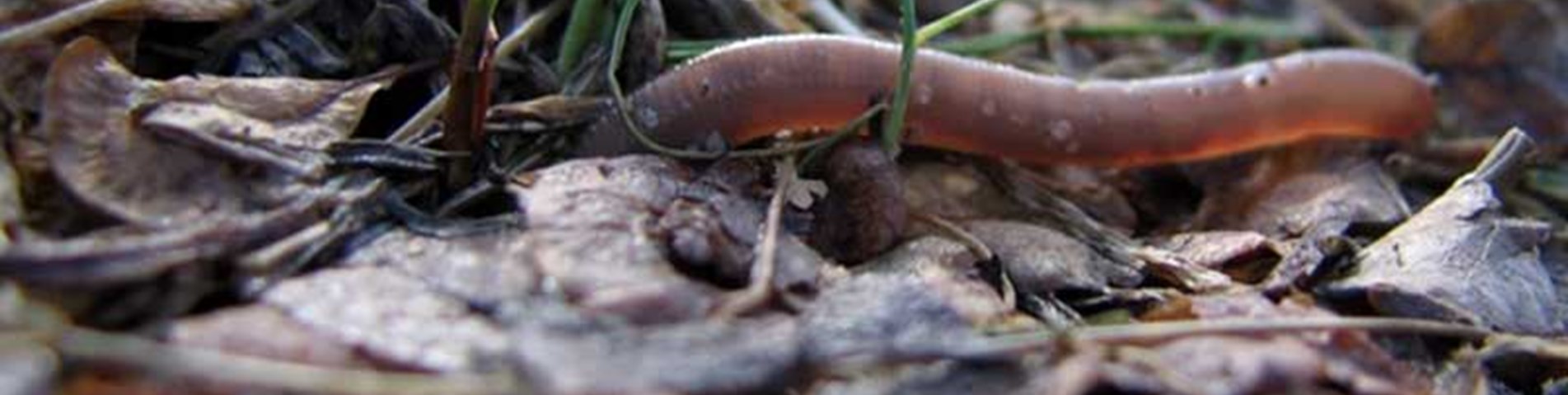 earthworm-in-leaves.jpg