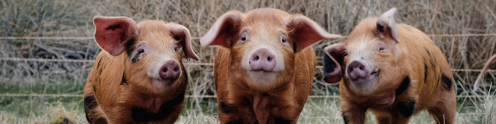 SAB-0196_Pigs at Lynbreck Croft 2_Not Organic__PHOTO CREDIT Sandra Angers-Blondin_12032024_SA Media Release Form Lynn Cassells.jpg