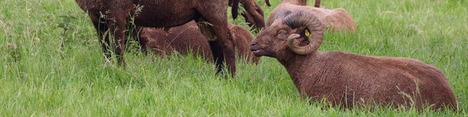 Fowlescombe Farm - Manx Loaghtan Sheep.jpg