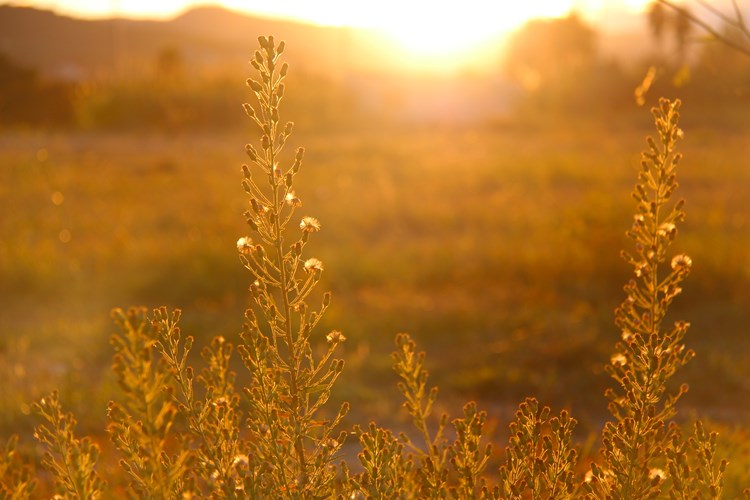 crops growing with sun in background