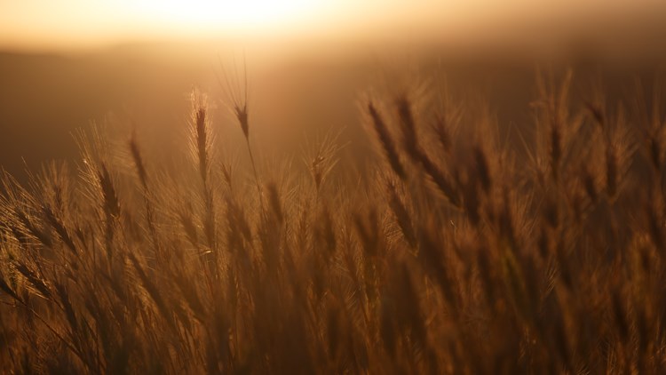 wheat growing in the sunlight