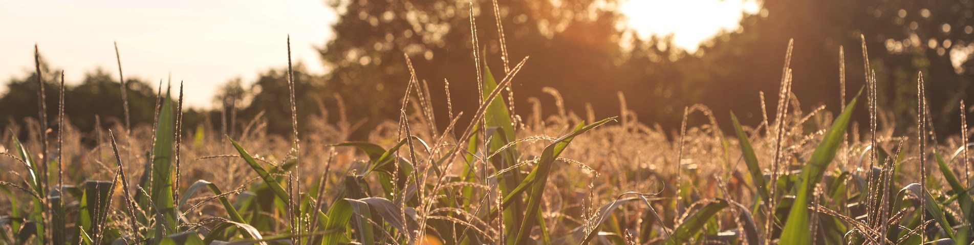 Sunset in cornfield