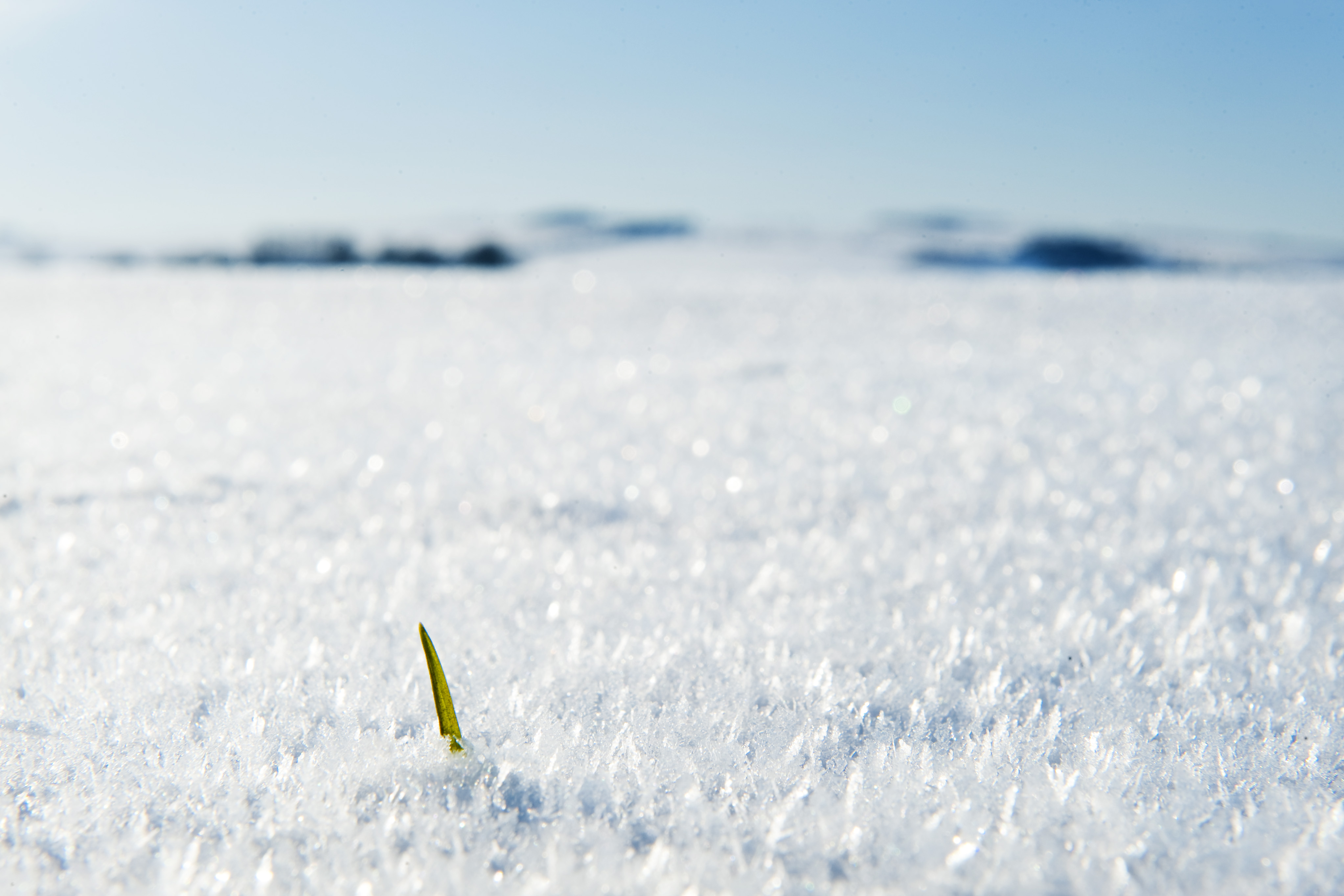 Blade of grass in snow
