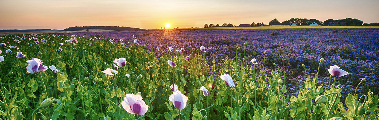 TN cert homepage banner.png