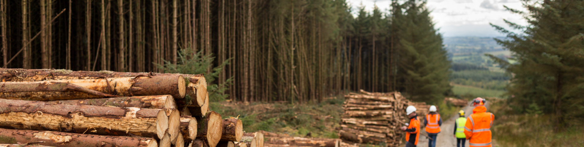 soil-association-certification-forestry-header-banner (4).png