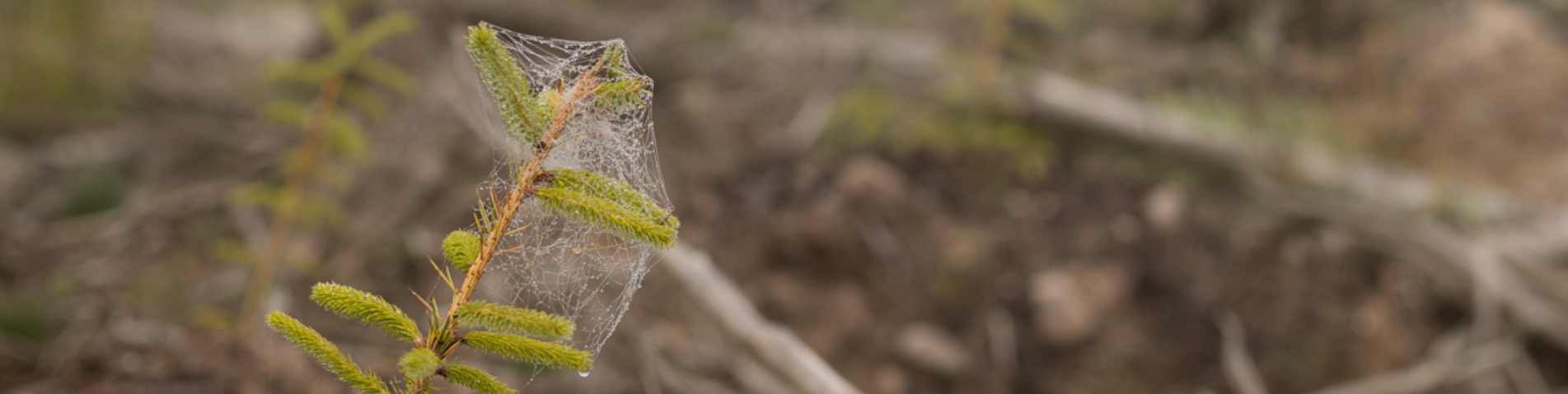 soil-association-certification-forestry-header-banner (6).png
