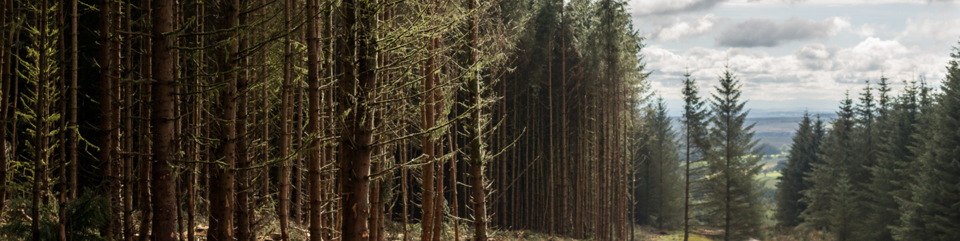 soil-association-certification-forestry-header-banner (7).png