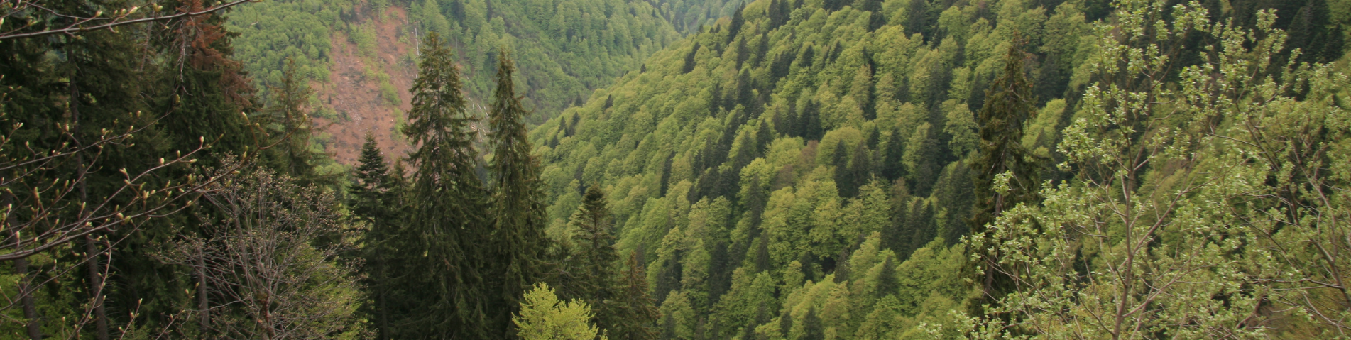 soil-association-certification-forestry-header-banner (8).png