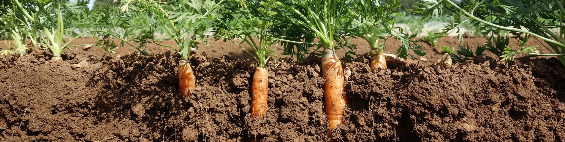 Carrots in soil.JPG