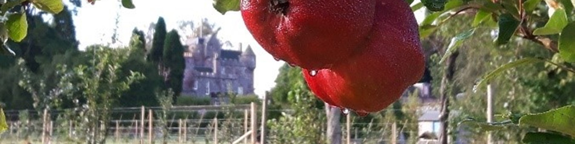 CS Megginch Castle through apple tree.jpg