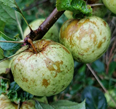 Heritage apples