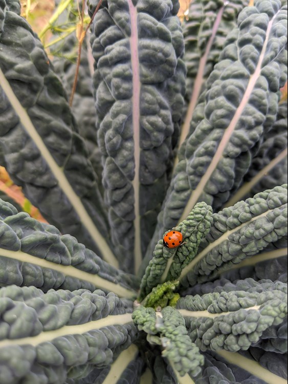 Ladybird at Broadward Hall