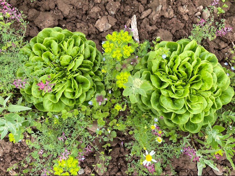 Flowers and veg at Broadward Hall