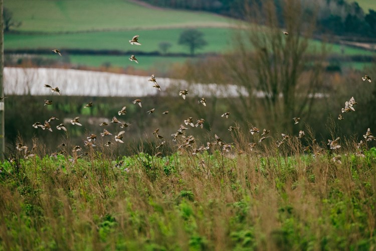 Birds at Broadward Hall