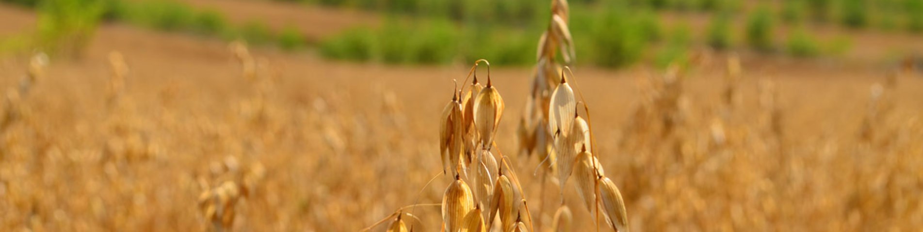 cereals-dartington-farm.jpg