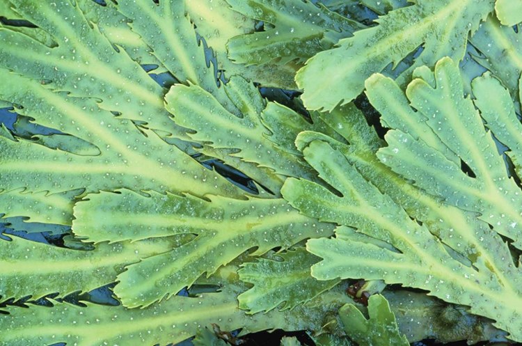 Seaweed ishga