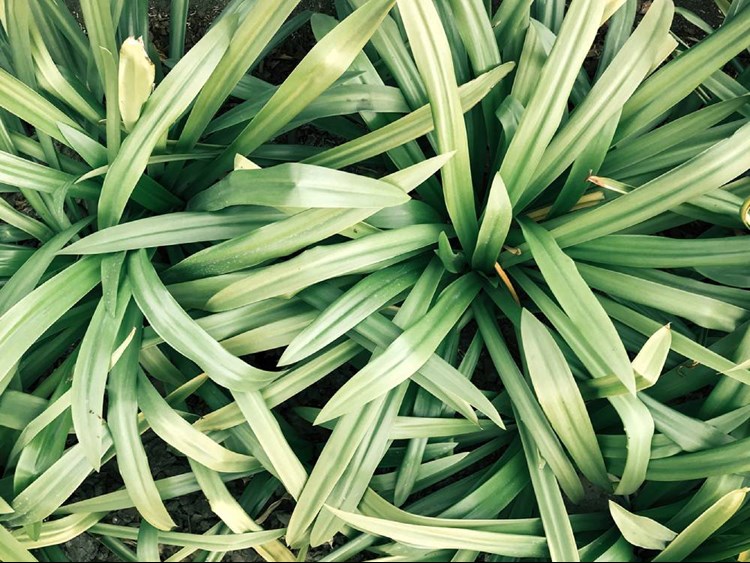 Lemongrass ishga