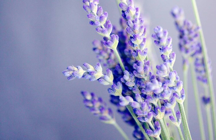 Lavender