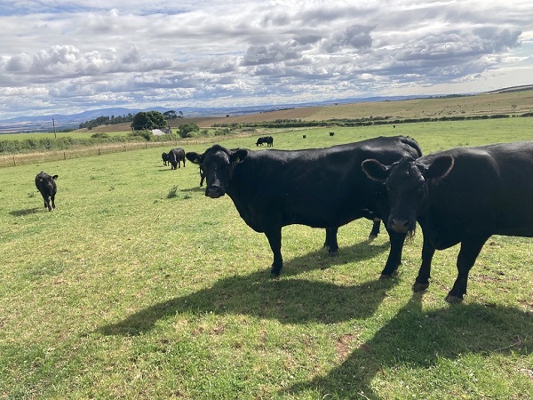 David McKay Peelham  Farm2.jpg