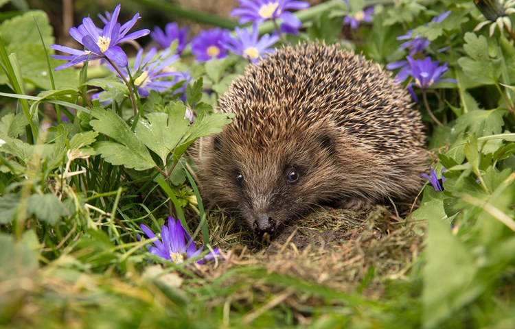 Hedgehog wild flowers