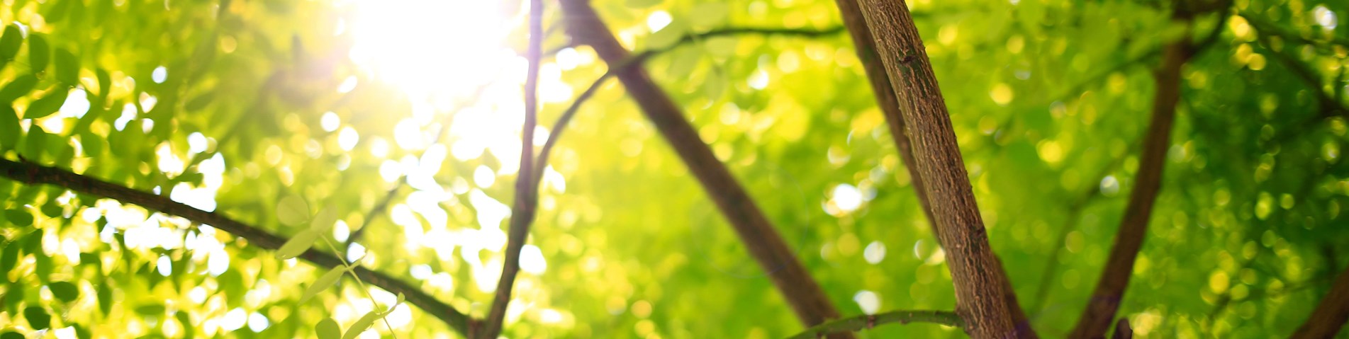 Woodoaks-Hedge-day-3-1309- not organic-Credit Sue Lacey.jpg