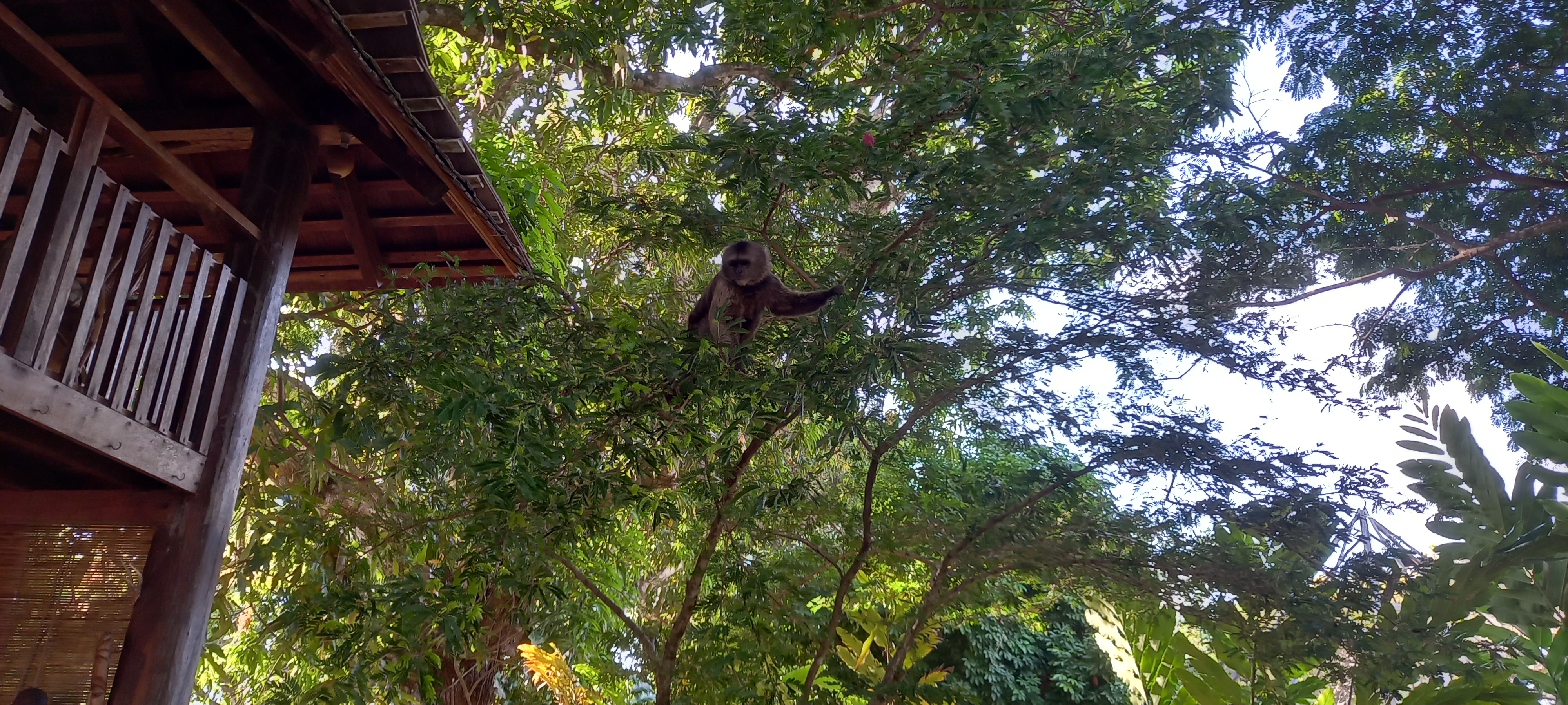 Monkeys sit in trees surronding the eco-tourism cabins at Rockview lodges