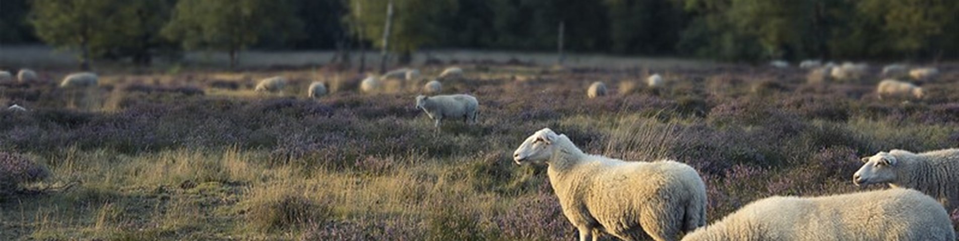 Sheep_heather_Flickr_RPID_flipped.jpg