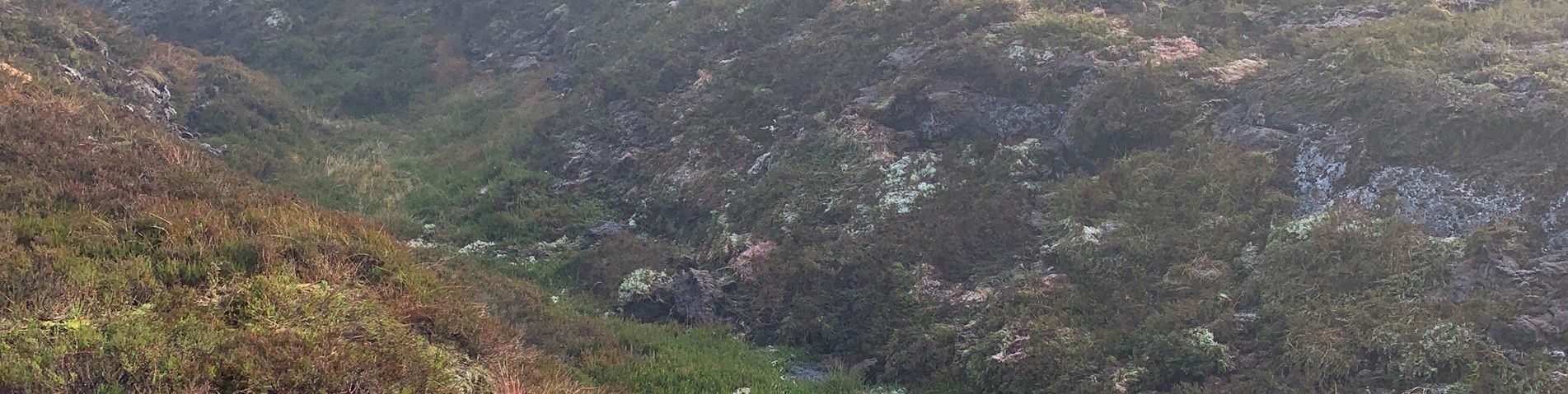 Pic 1 of peatland.jpg (1)