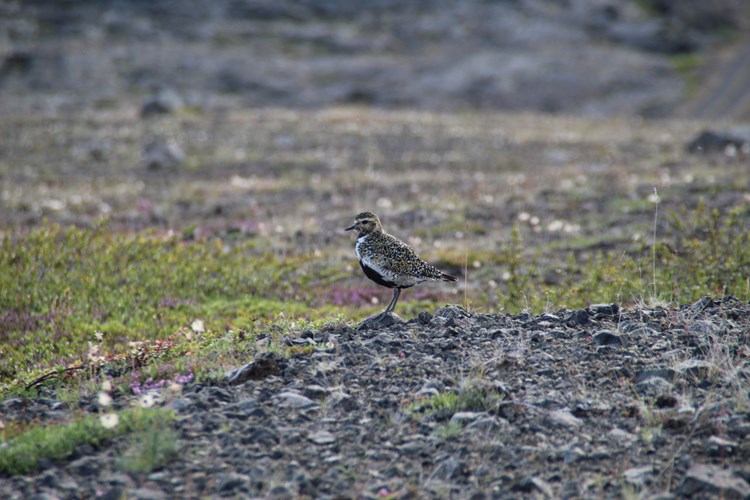 Golden Plover