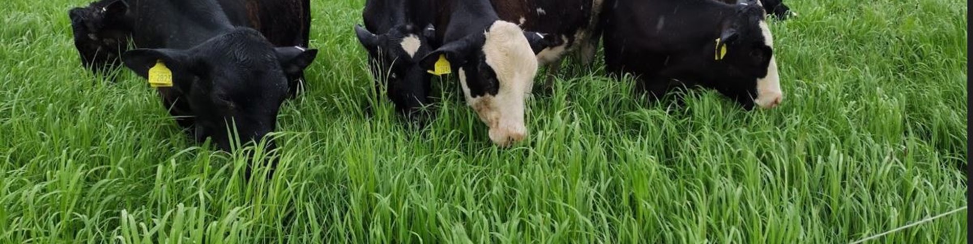 no high res in file-tall grass grazing-meadow-fl - Copy.JPG