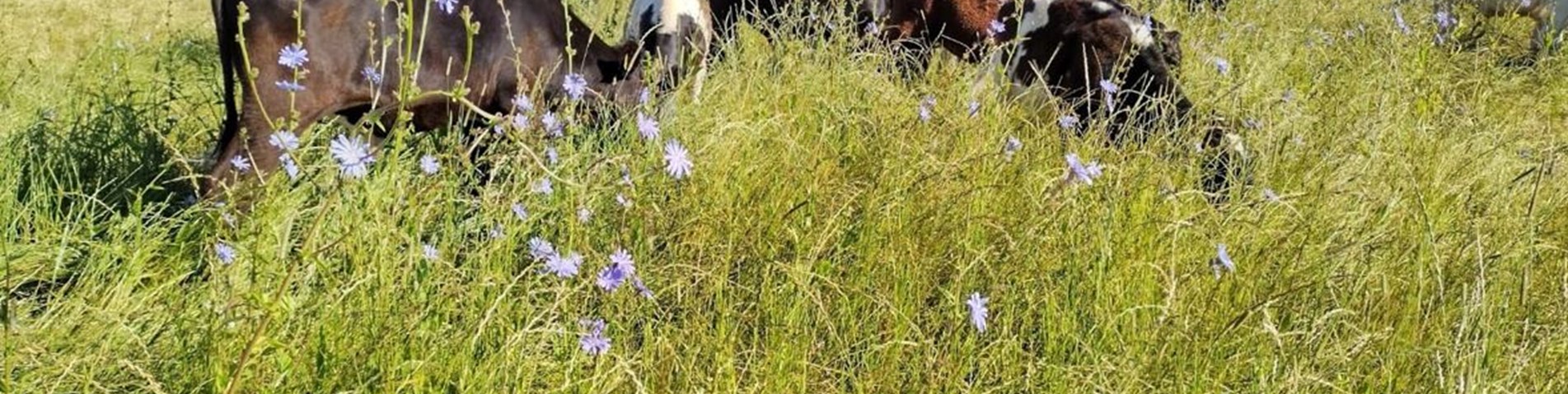 no high res in file-tall grass grazing-fl.JPG