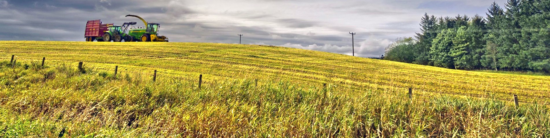 Yellow field credit Dan Baillie.jpg