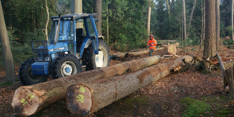 Harvesting high quality timber in Windsor Forest