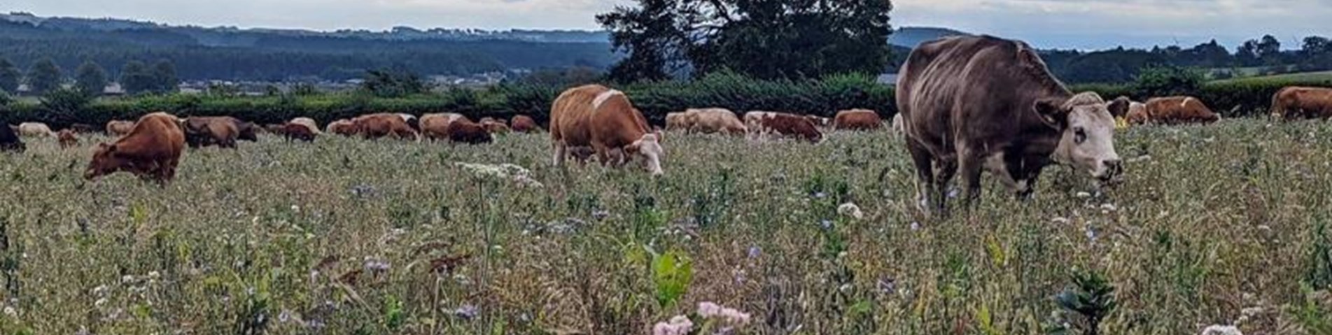 Balbirnie cows cover crop.JPG