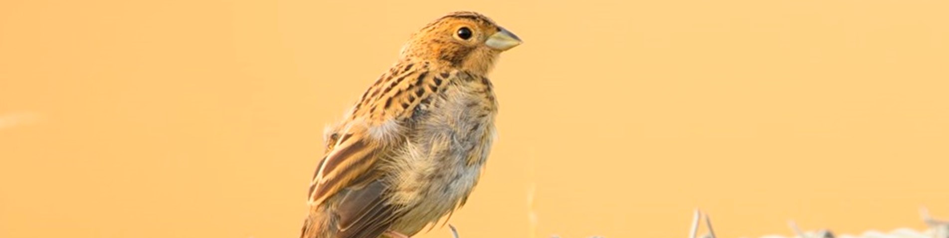 IPM webinar_corn bunting.jpg