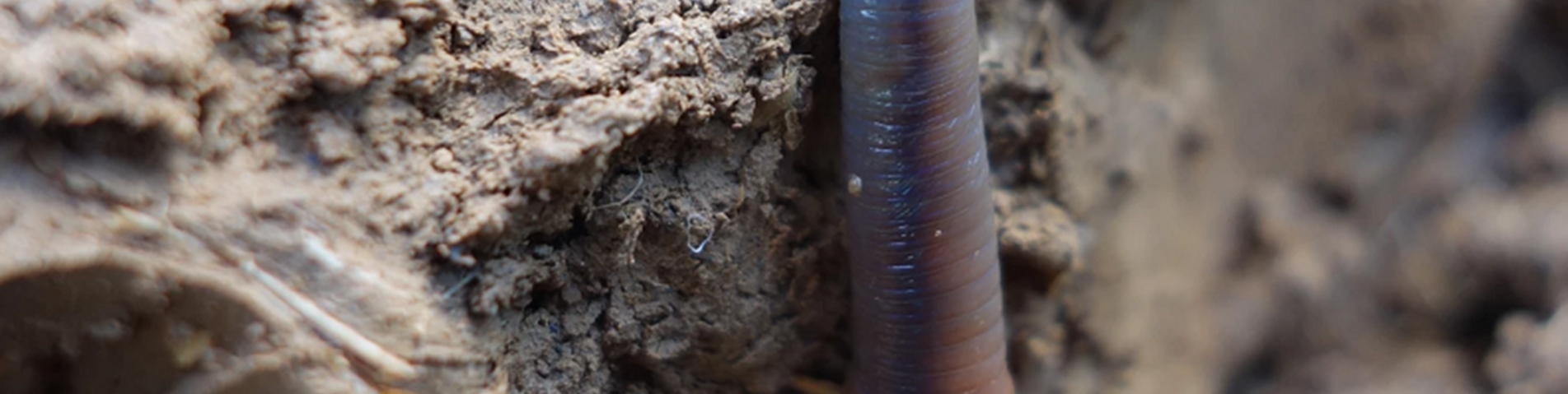 soil webinar-worm.png