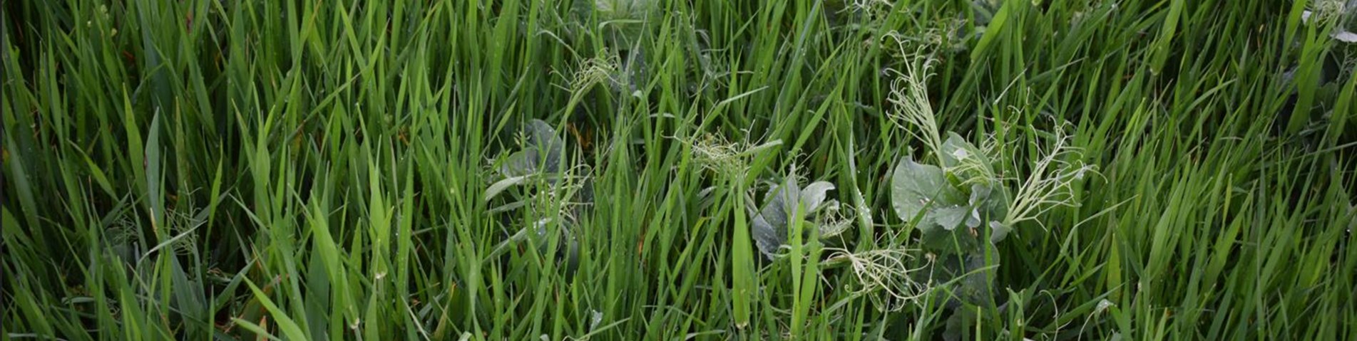 intercropping-peas-barley.JPG