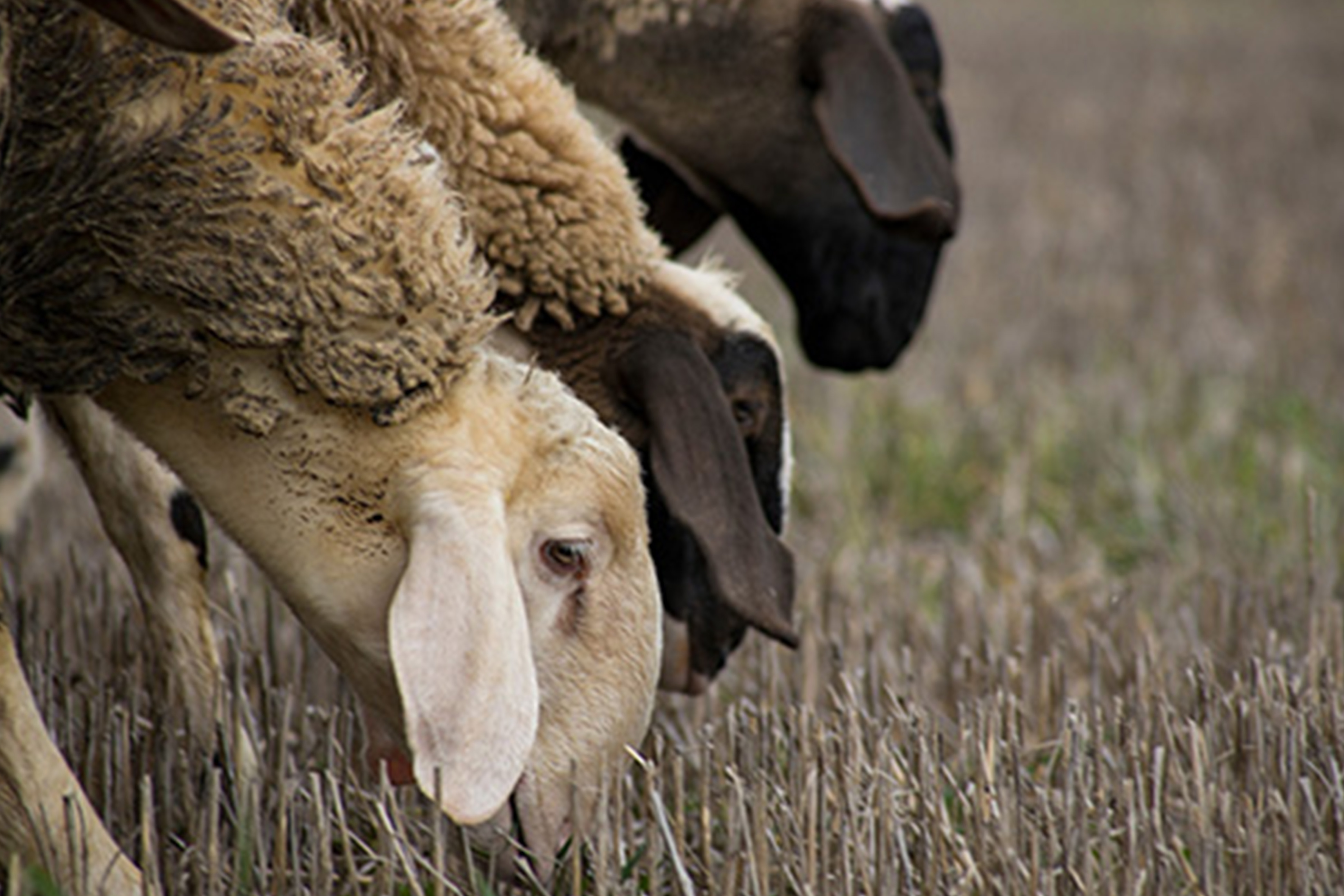 Sheep grazing