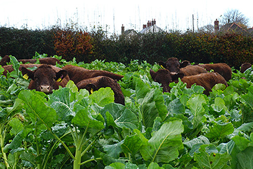 Cows, Weston farm (Photo: David Cross)