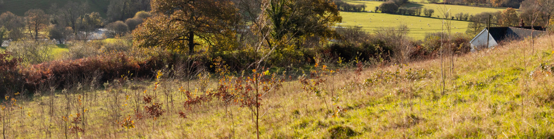 soil-association-certification-forestry-header-banner (8).png (1)