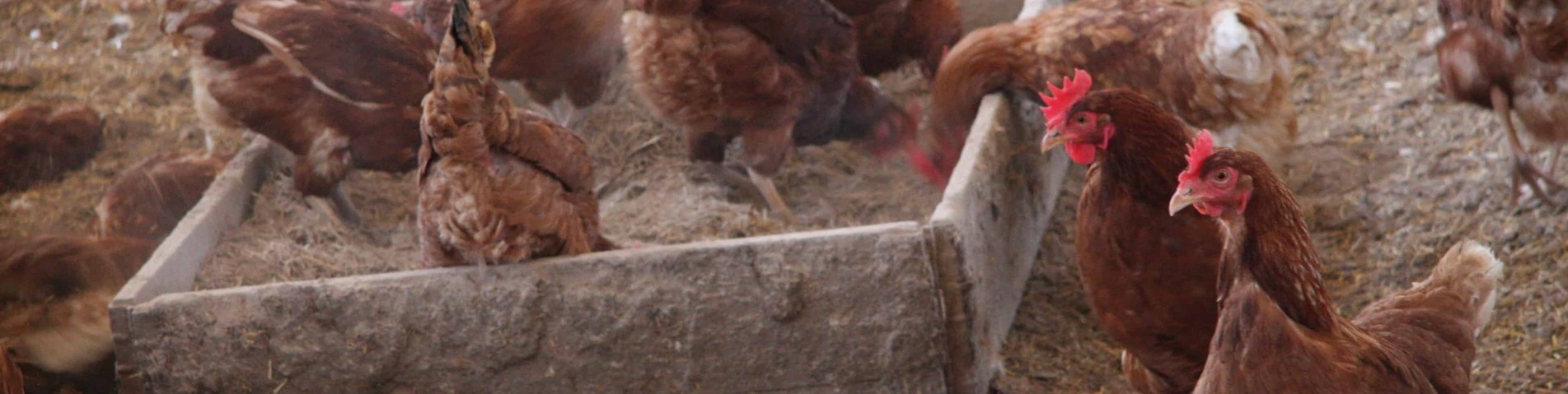 dust bathing.jpg