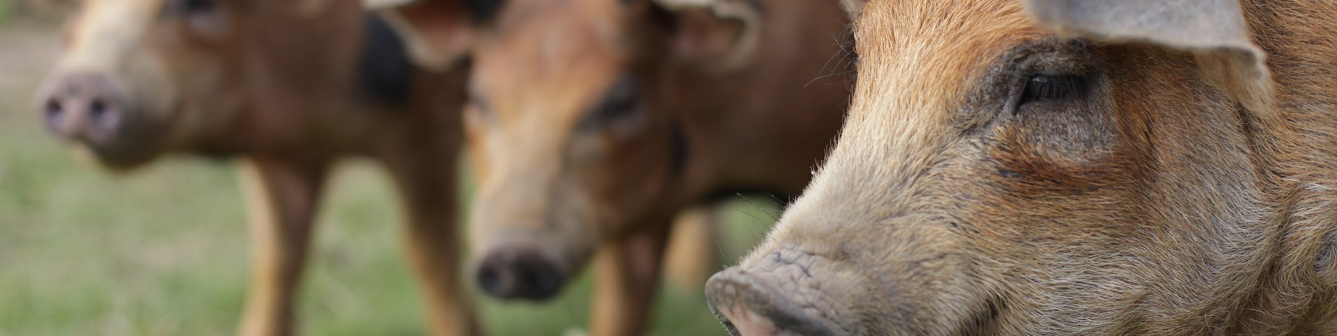 IO5A4758 copy-pig faces-organic-Helen's Farm-noexpiry-credit Jason Taylor (25).JPG