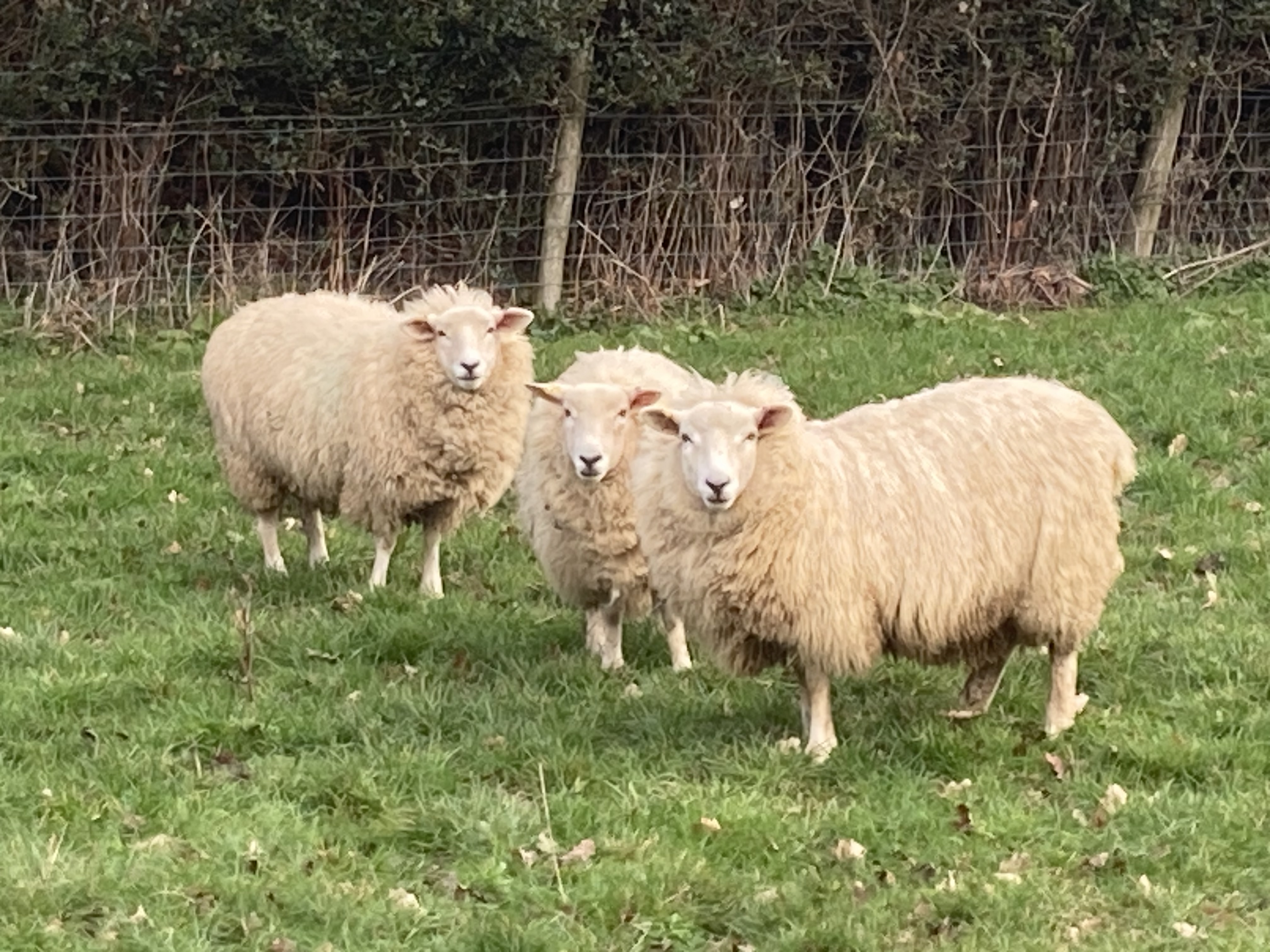 Future of small abattoirs looks more secure (5)