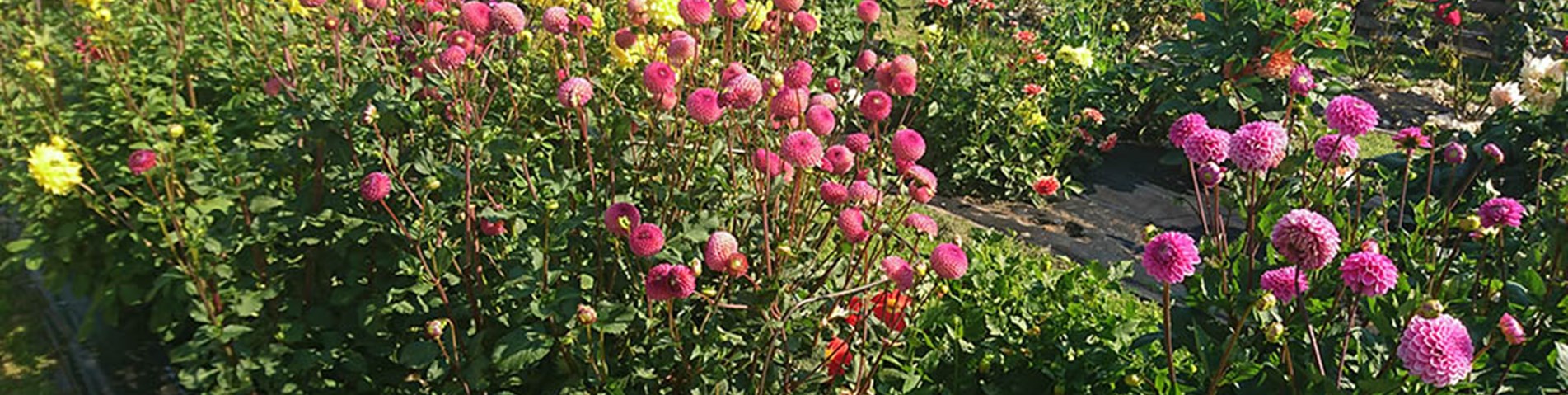 dahlia_beds_web.jpg