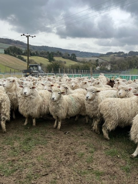 Welsh Government announces Sustainable Farming Scheme