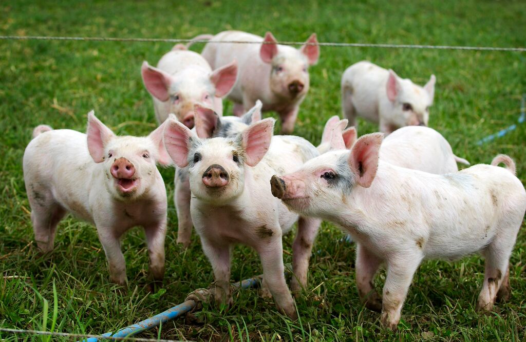 17Pigs on Eastbrook Farm:Helen Browning-organic-licensee-permissionformsigned-noDOE.jpg