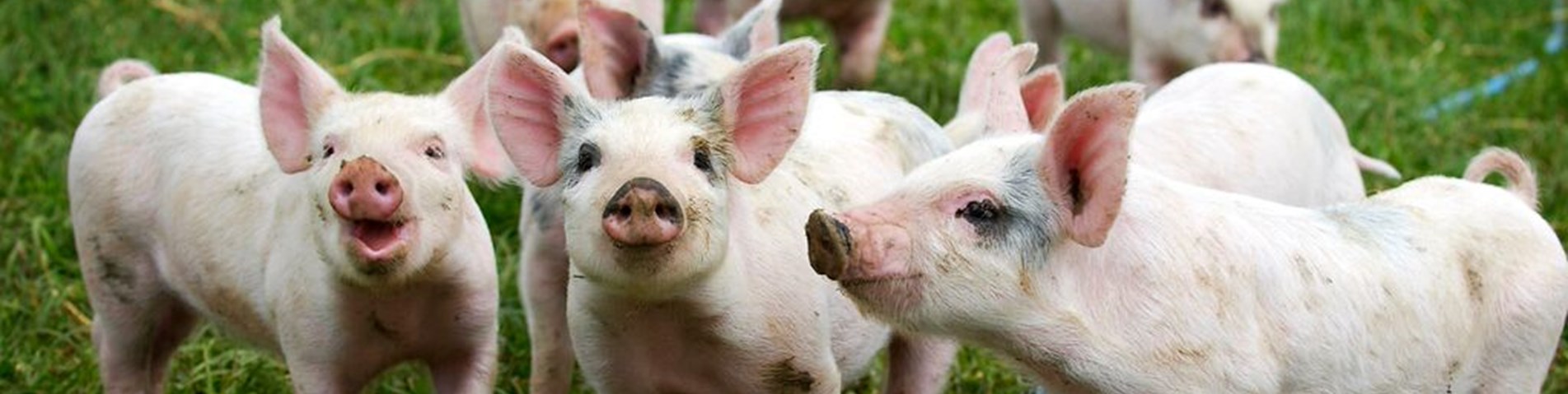 17Pigs on Eastbrook Farm:Helen Browning-organic-licensee-permissionformsigned-noDOE.jpg