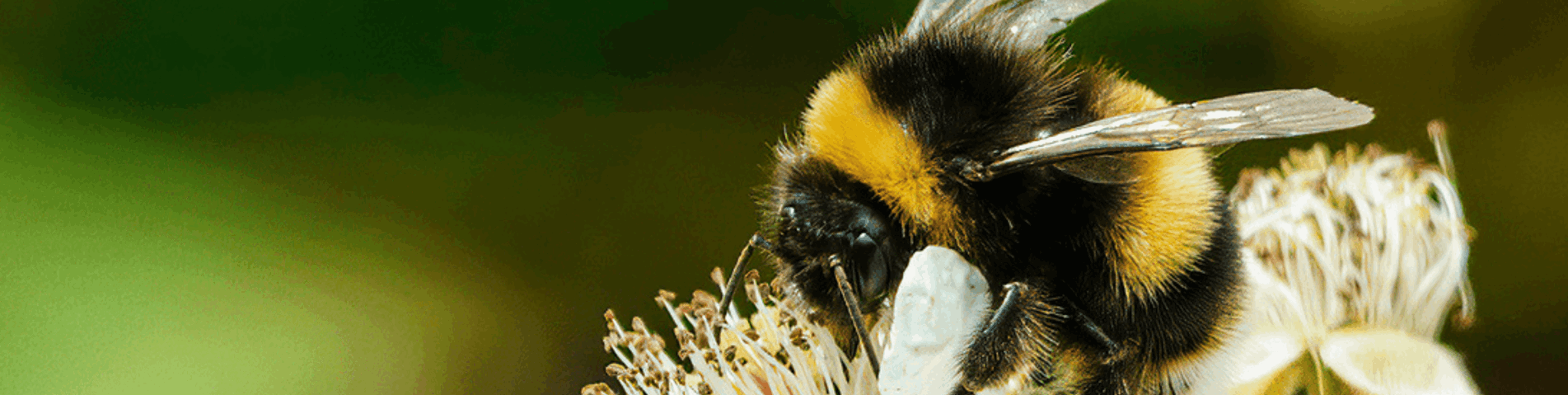 Bee on flower - landscape.png